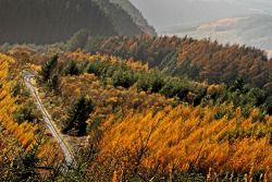 Ралли Уэльс, картинки.