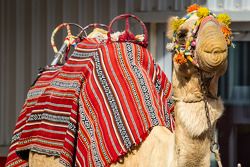 A camel enjoys post-race celebrations