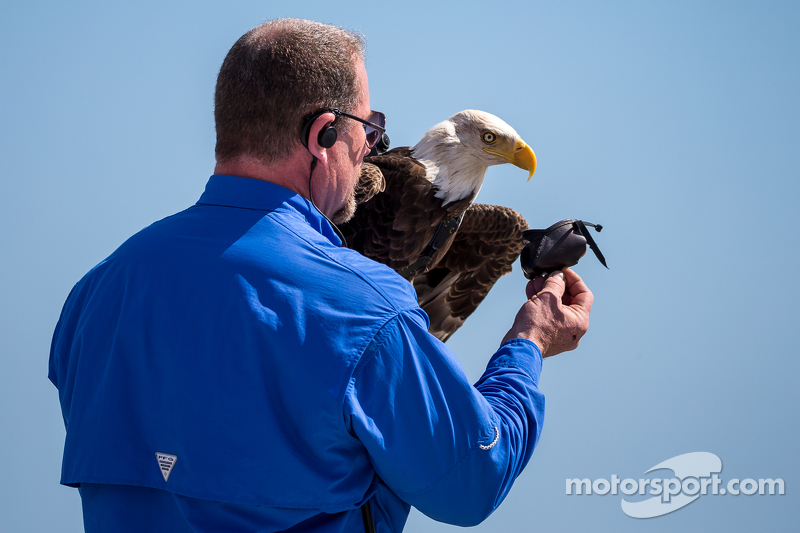 Lasst den Adler fliegen