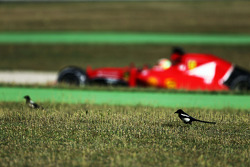 Esteban Gutierrez, Ferrari SF15-T Test and Reserve Driver passes birds in the grass
