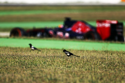 Carlos Sainz Jr., Scuderia Toro Rosso STR10 passe devant des oiseaux dans l'herbe
