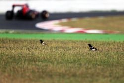 Carlos Sainz Jr., Scuderia Toro Rosso STR10 passa por pássaro na grama