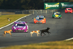 Des chiens envahissent la piste à Curitiba!