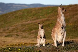 Kangaroos