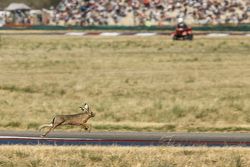 Una liebre saltando invade el circuito