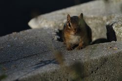 A little friend watches testing action