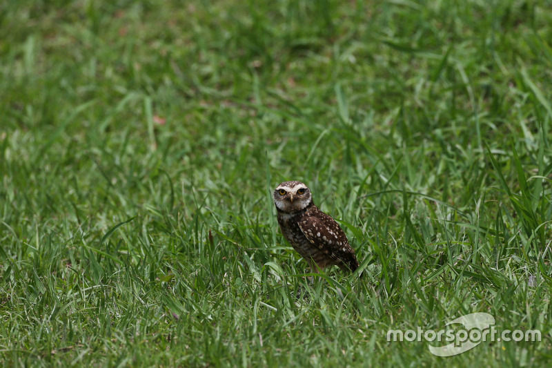 Uma coruja visitou os pilotos em Interlagos