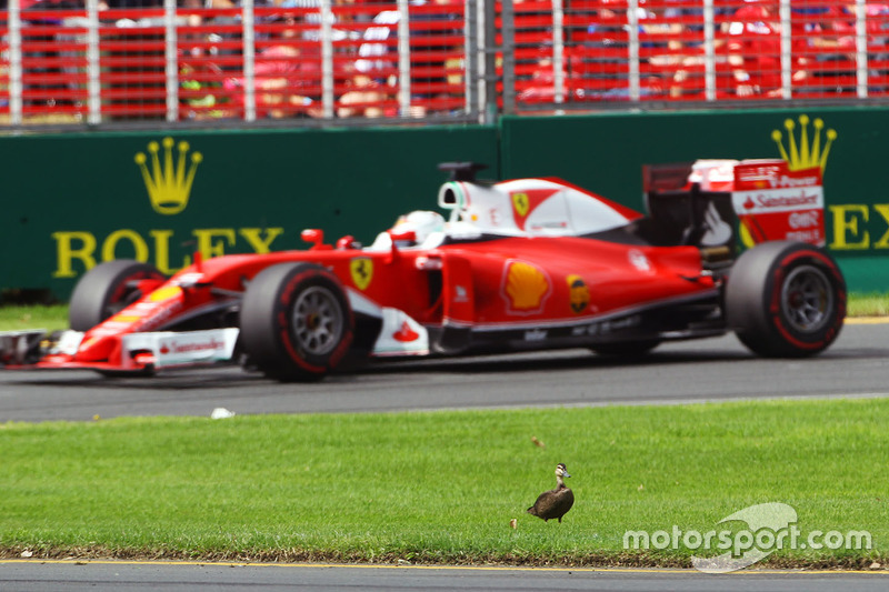 28: Гран Прі Австралії, Альберт-Парк. Себастьян Феттель, Ferrari SF16-H, проїжджає качку