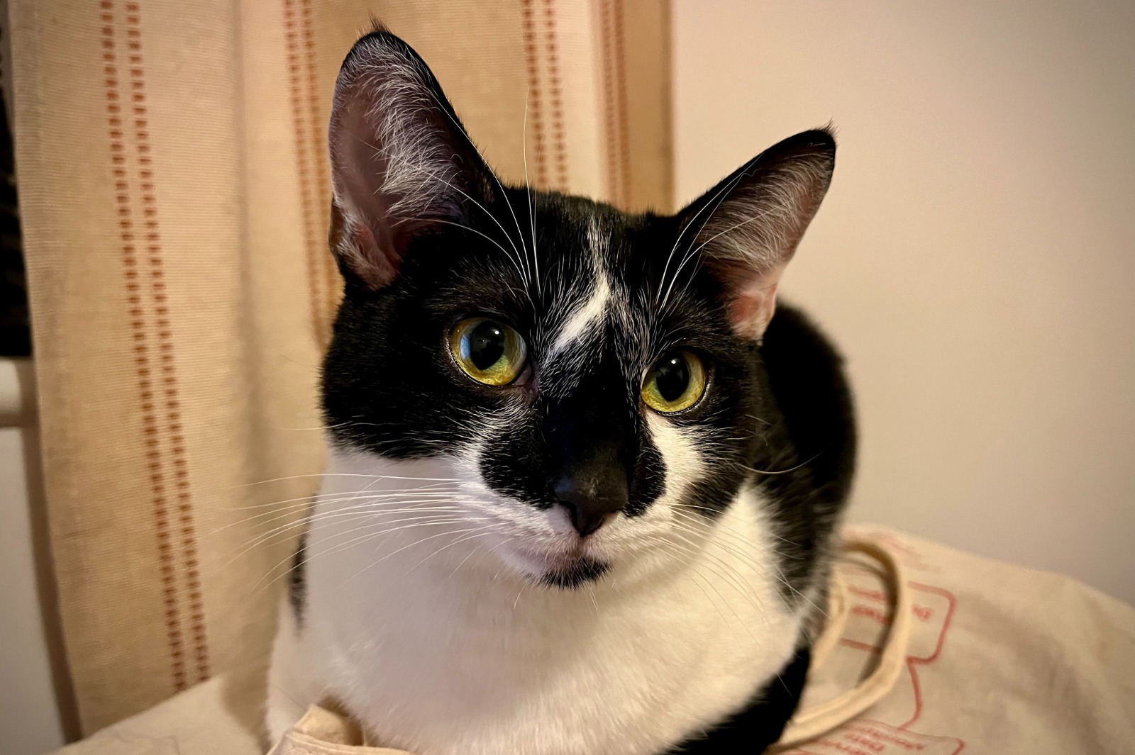 Willow: has same engineering qualifications as social media F1 'tech experts'. Is probably superior at shinning up bookshelves.