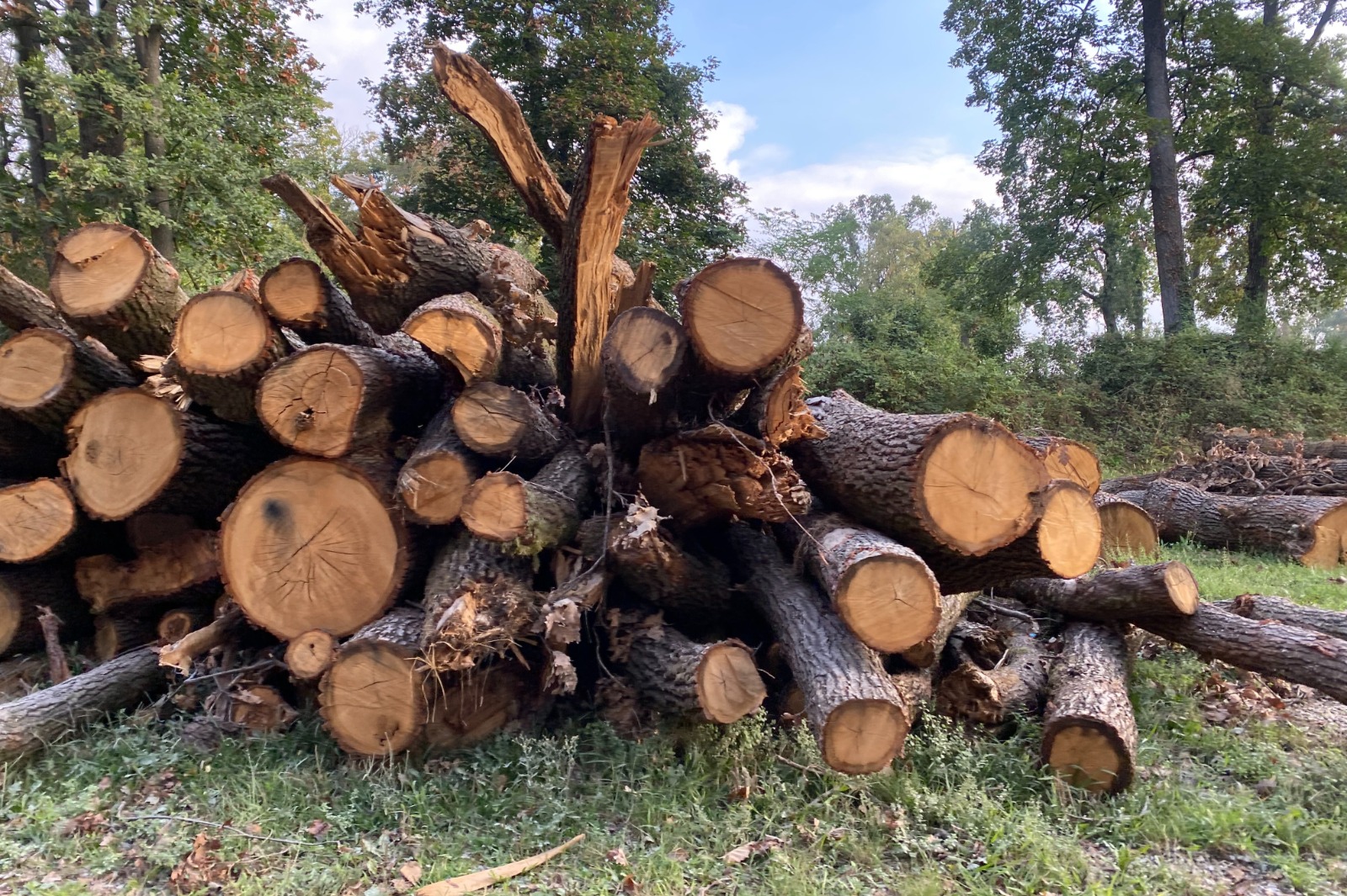 Some of the 10,000 trees that have fallen at Monza